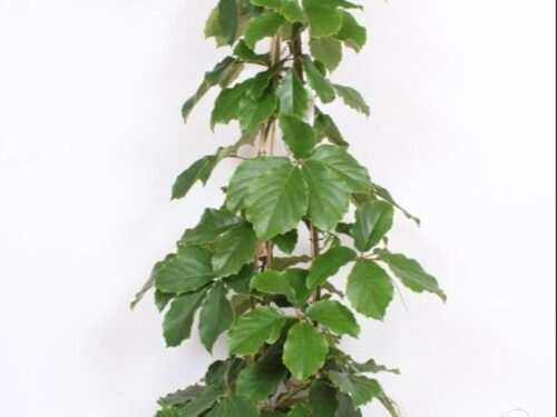 Tetrastigma Voinierianum