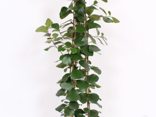 Ficus natalensis -Trinova-