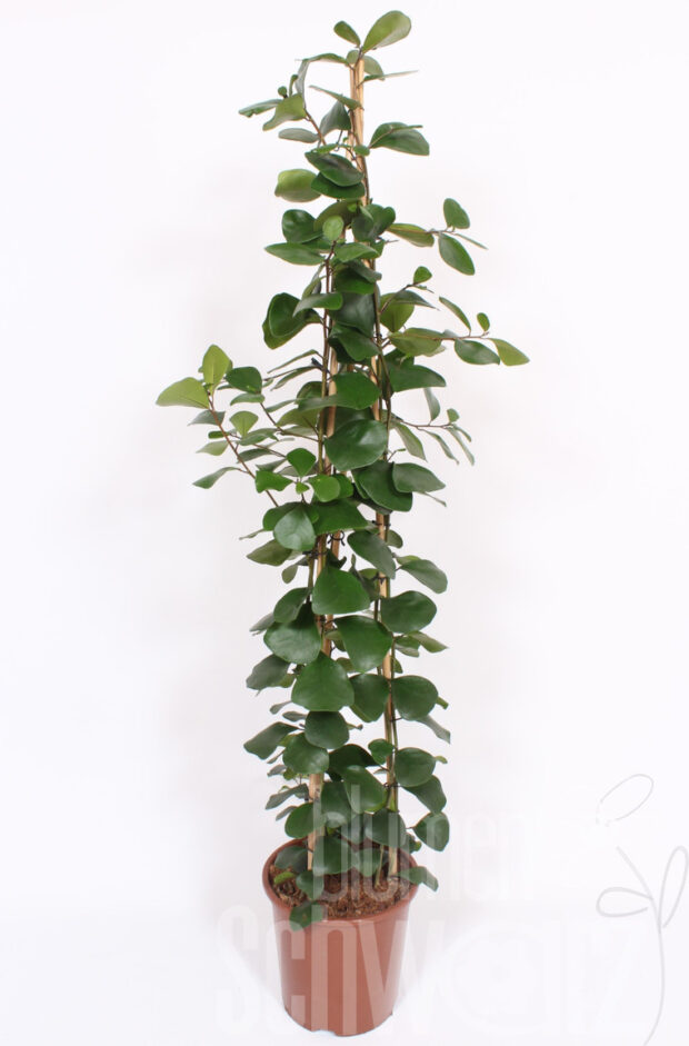 Ficus natalensis -Trinova-
