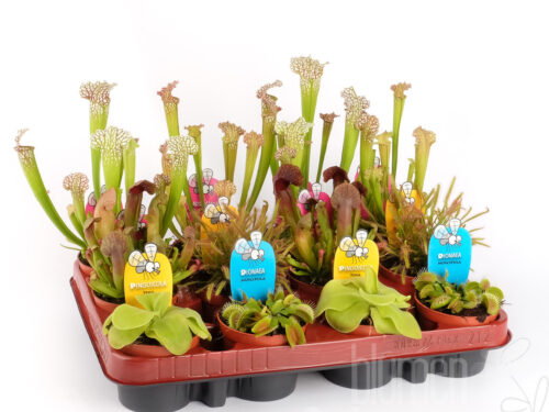 Fleischessende Pflanzen mixed