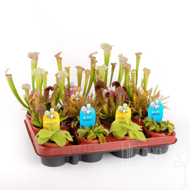 Fleischessende Pflanzen mixed