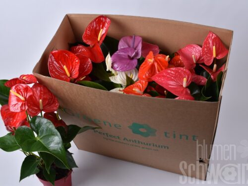 Anthurium (Andreanum Grp) gemischt