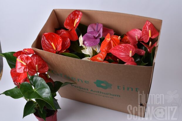 Anthurium (Andreanum Grp) gemischt