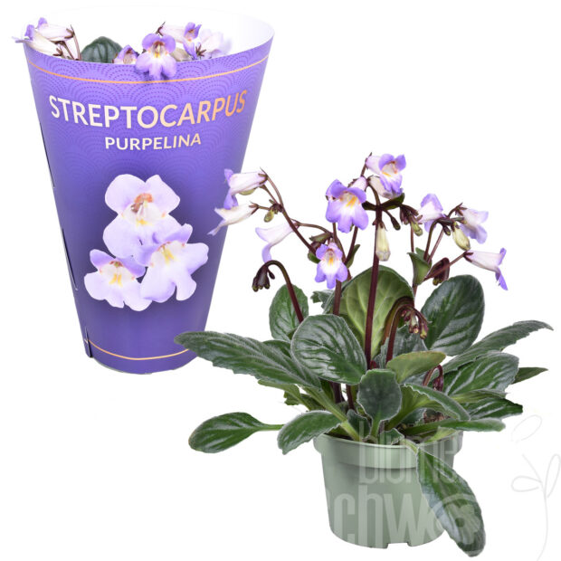 Streptocarpus Purpelina