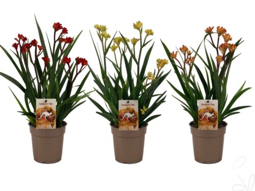Anigozanthos gemischt