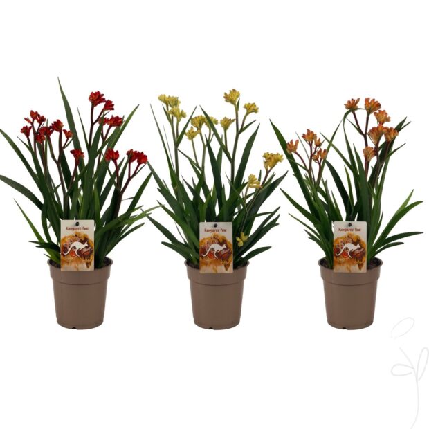 Anigozanthos gemischt