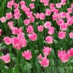 Tulipa Crown of Dynasty