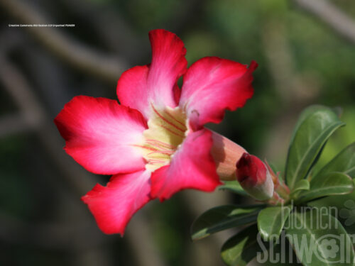 Adenium, Wüstenrose