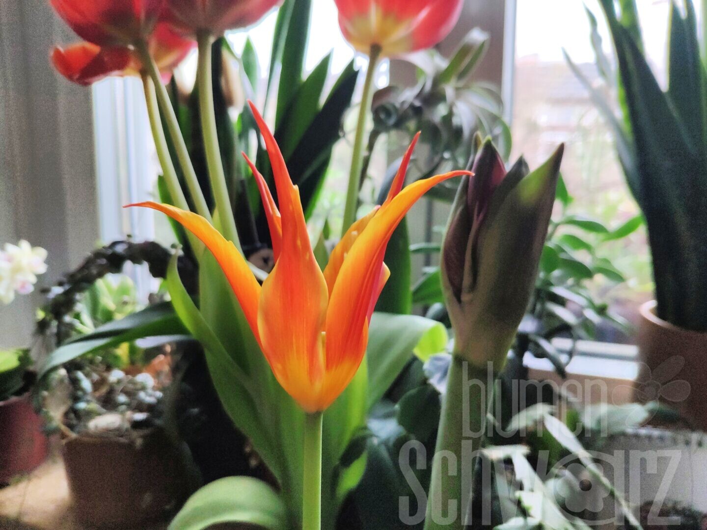 Tulipa Fly Away