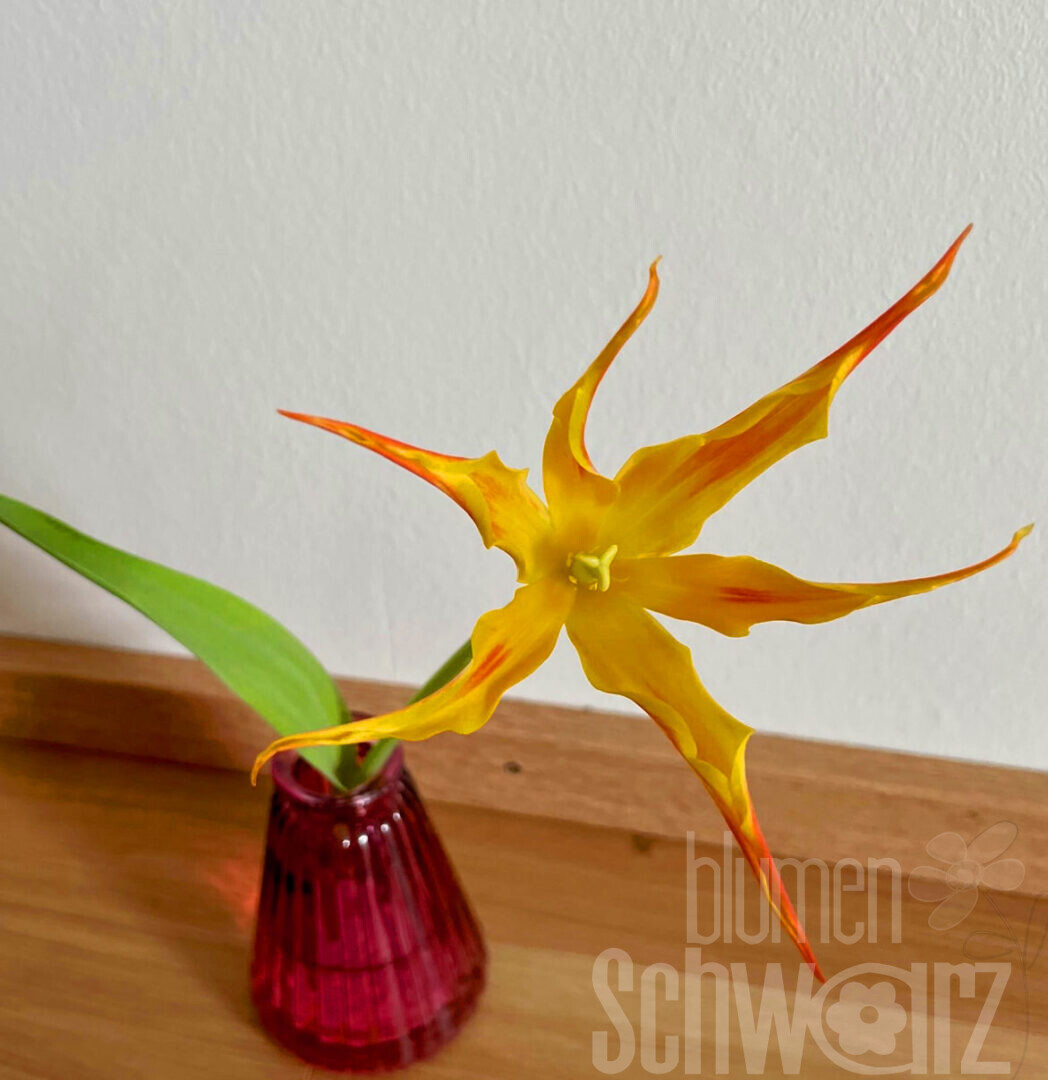Tulipa Fly Away