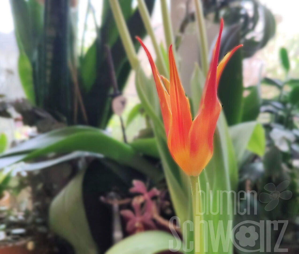 Tulipa Fly Away