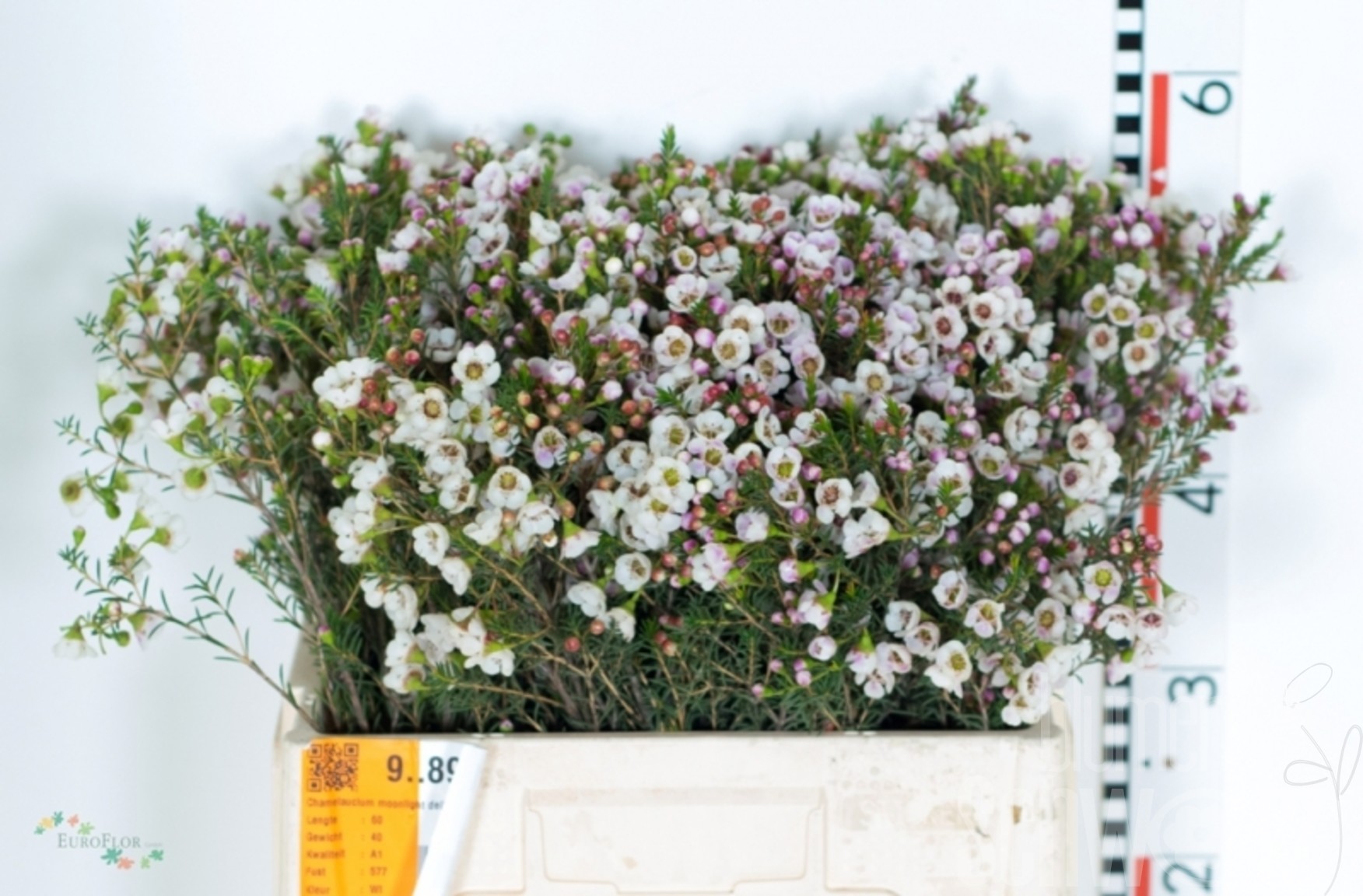 Chamelaucium uncin. Moonlight Delight 60cm Bund enthält 25