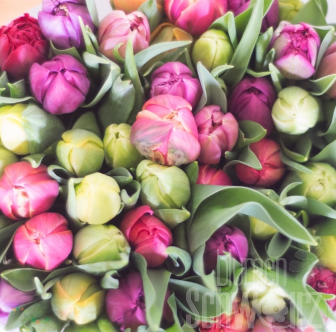 Tulpen Mix gefüllt Bund enthält 50