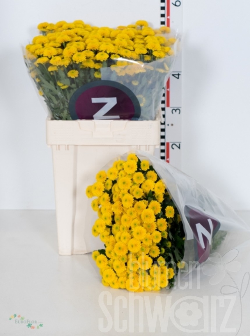 Chrysanthemen Santini Aurinko Bund enthält 25