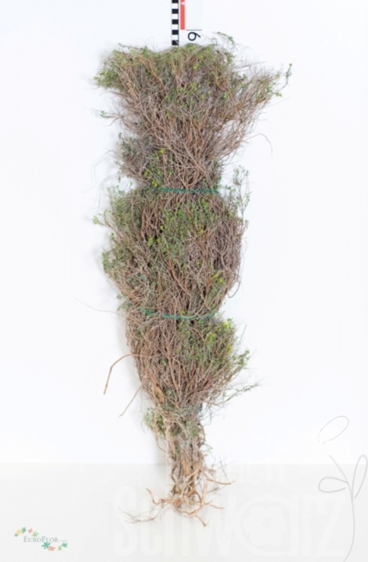 Euphorbia Spinosa Super