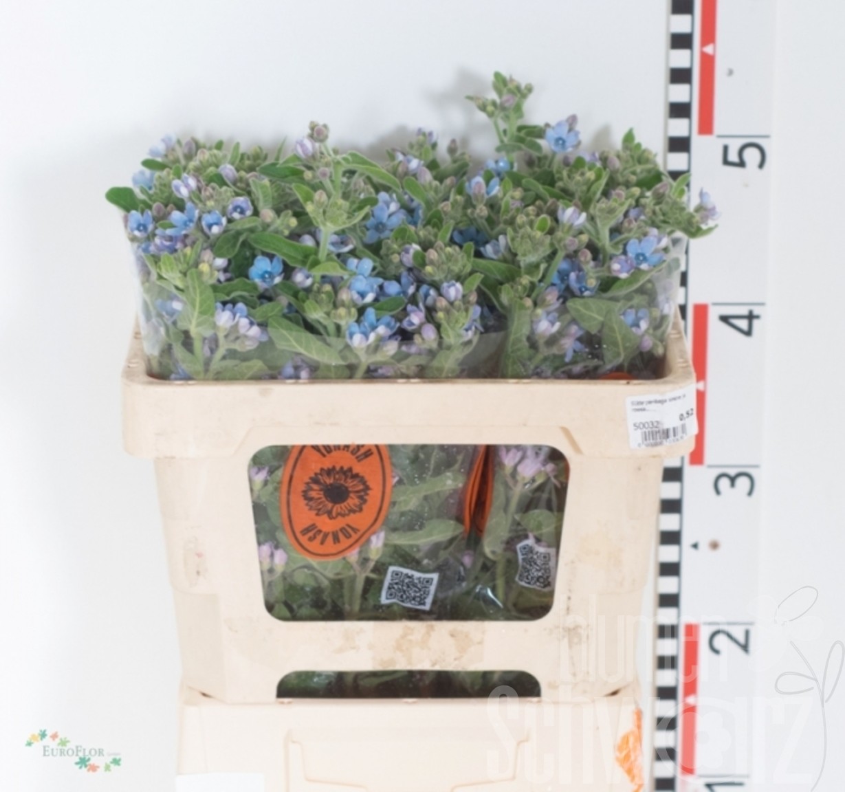 Oxypetalum coeruleum 50 cm Bund enthält 25