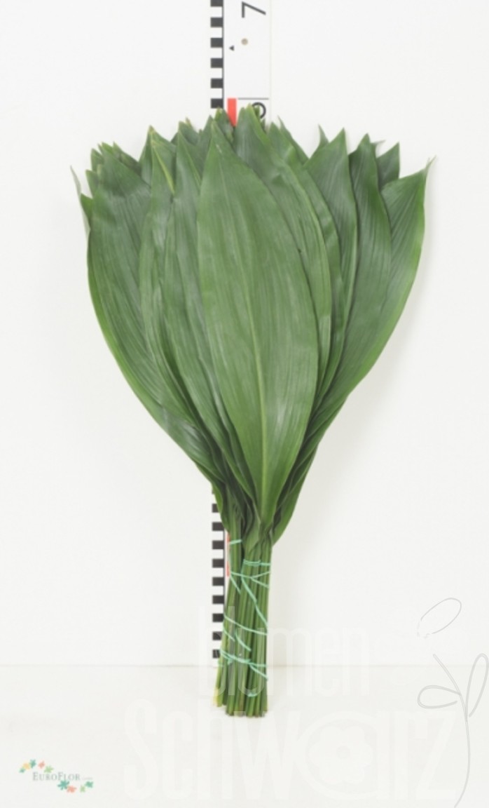 Aspidistra 60 cm Bund enthält 10