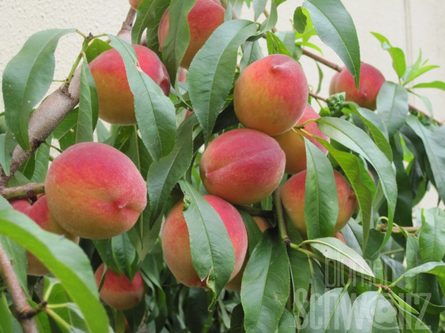 Prunus persica Campanilo, Säulenpfirsich Blumen Schwarz