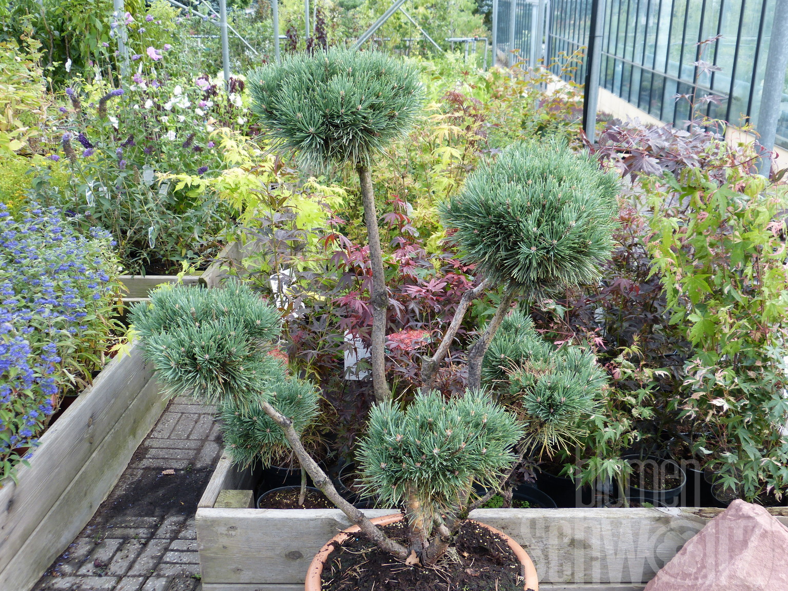 Pinus sylvestris Watereri,Bonsai,C65,Dekortopf - Blumen Schwarz