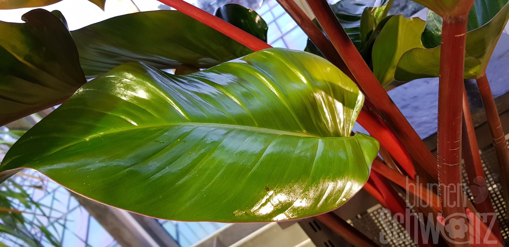Philodendron Red Beauty - Blumen Schwarz