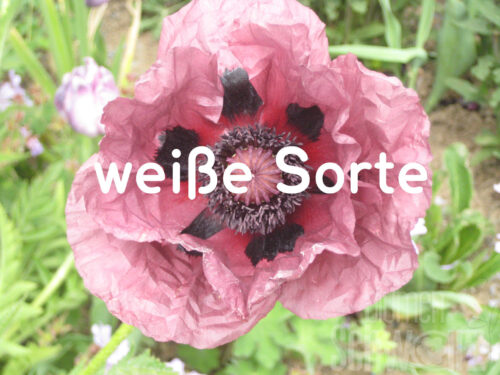 Papaver or. Royal Wedding - Weißer Riesenmohn