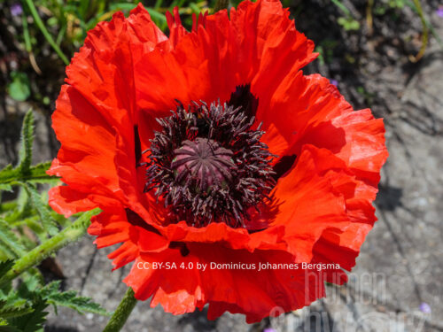 Papaver or. Allegro - Roter Riesenmohn
