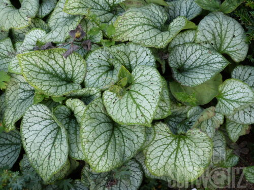Brunnera Jack Frost, Kaukasusvergißmeinnicht