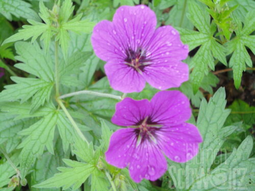 Geranium Pink Penny, Storchschnabel