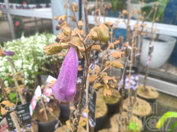 Paulownia - Blauglockenbaum
