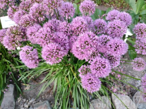 Allium Millenium, Sommerlauch