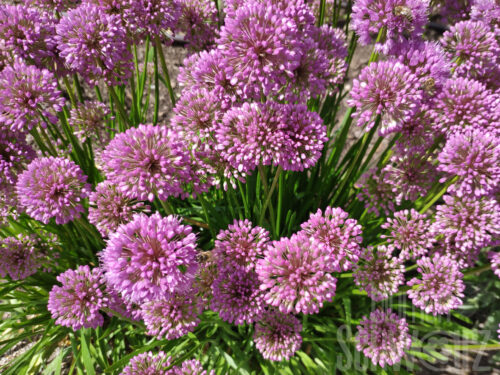 Allium senescens, Rosa Sommerlauch