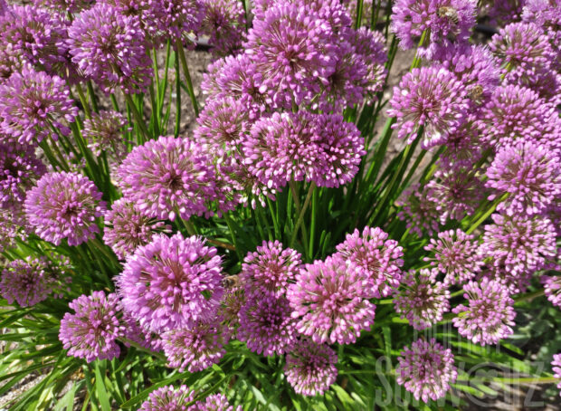 Allium s. Little Sapphire, Sommerlauch