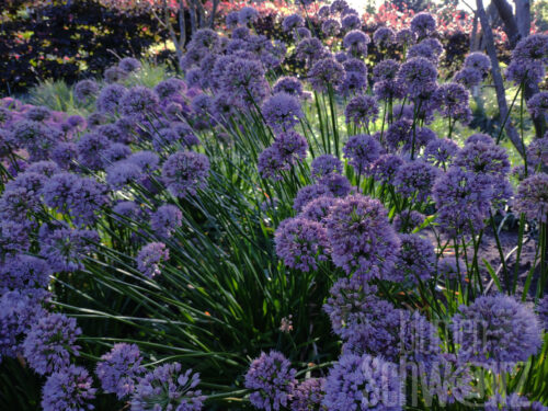 Allium tuberosum Kobold, Weißer Sommerlauch