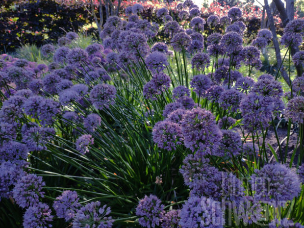 Allium tuberosum Kobold, Weißer Sommerlauch