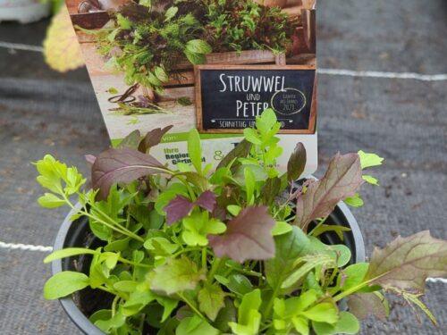 Gemüse d. Jahres Struwwel / Asiasalatmix