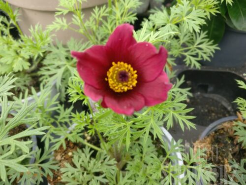 Pulsatilla vul. -Bells Red-, Rote Küchenschelle