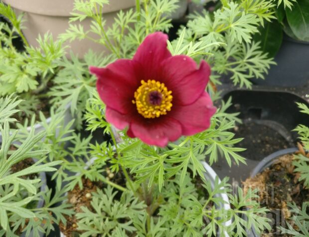 Pulsatilla vul. -Bells Red-, Rote Küchenschelle