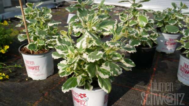 Plectranthus, Weihrauch