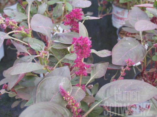 Amaranthus Oeschberg, Jungpflanze