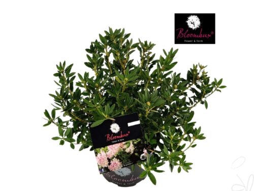 Rhododendron