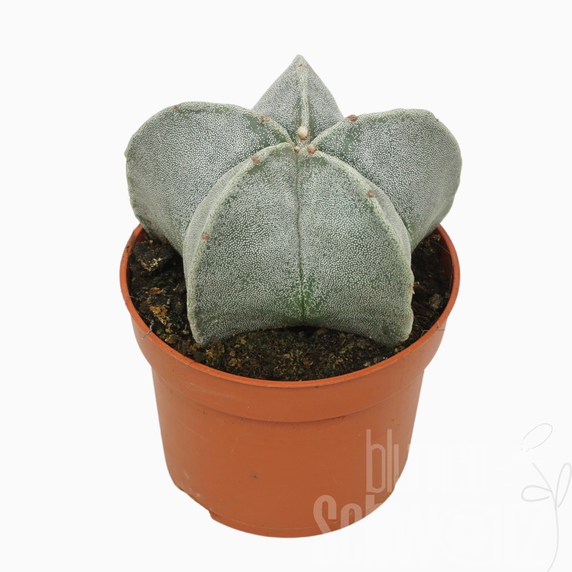 Astrophytum myriostigma, Bischofsmütze Blumen Schwarz