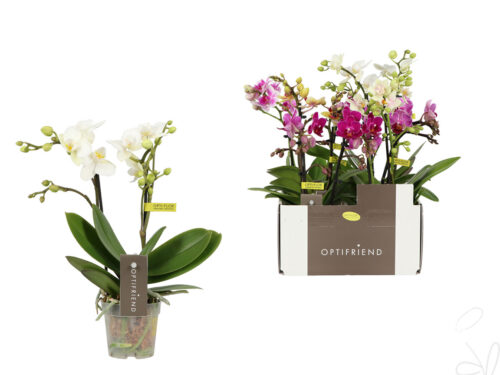 Phalaenopsis Multifloratypes gemischt 5 Farben