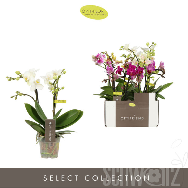 Phalaenopsis Multifloratypes gemischt 5 Farben