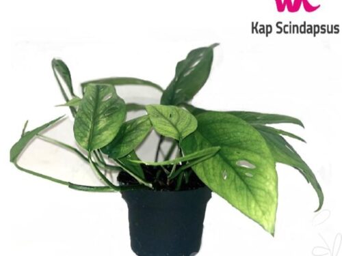 Epipremnum pinnatum -Cebu Blue-