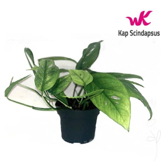 Epipremnum pinnatum -Cebu Blue-