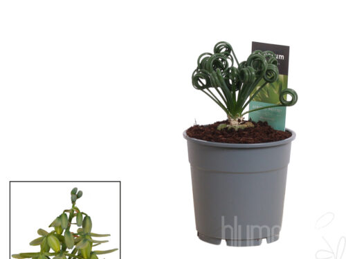 Albuca spiralis -Frizzle Sizzle-