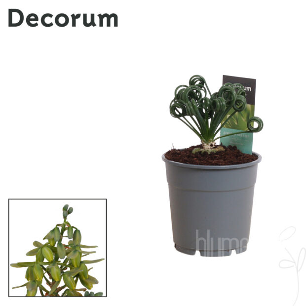 Albuca spiralis -Frizzle Sizzle-