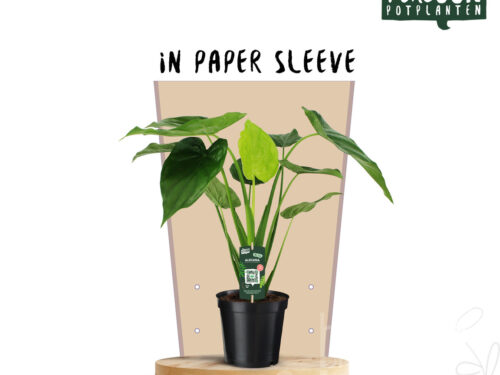 Alocasia cucullata