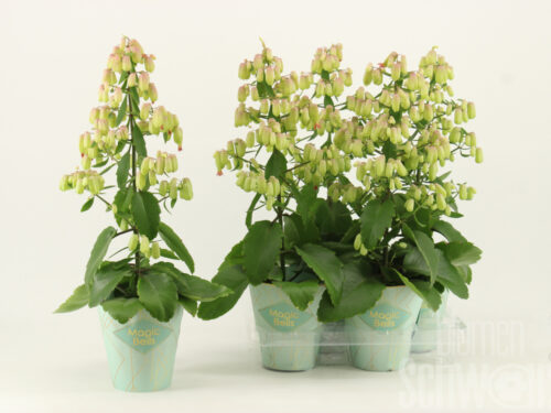 Kalanchoe Magic Bells