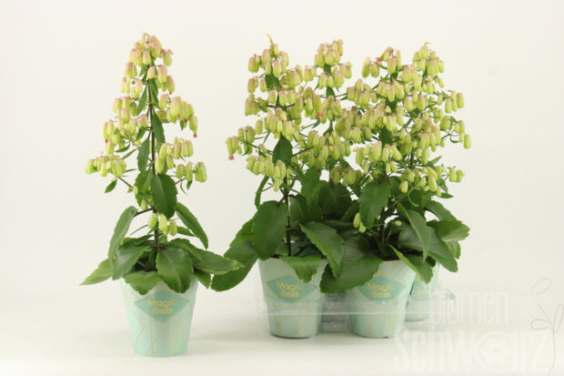 Kalanchoe Magic Bells